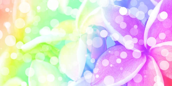 Белый Боке Многоцветном Фоне Цветов Абстрактный Круг Цветочном Градиенте — стоковое фото