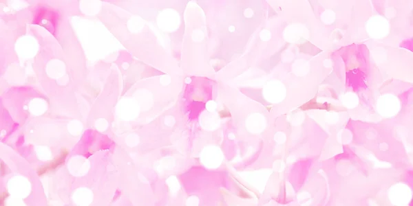 粉红兰花背景上的白色Bokeh — 图库照片