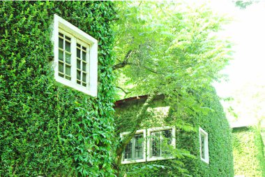 Doğanın yeşil duvarındaki beyaz pencere. soyut ağaç deseni yeşil arkaplan