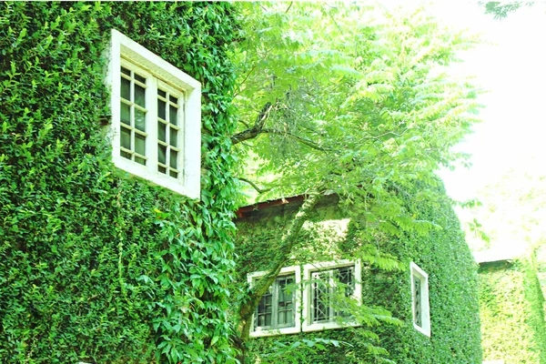 Fenêtre Blanche Sur Mur Vert Nature Abstrait Arbre Motif Vert — Photo