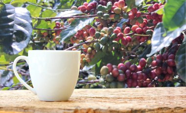 kahve tarlasında taze kahve çekirdekleri ile retro zemin üzerinde beyaz seramik kahve fincanı