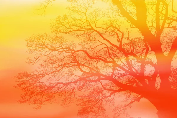 Tree Multi Color Design Abstract Nature Background — Stock Photo, Image