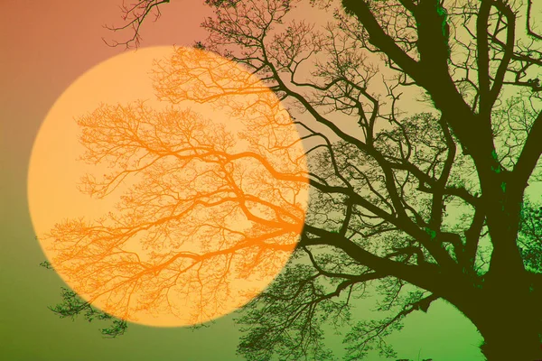 Çok renkli dizayn edilmiş siluet ağacı ve soyut doğa arkaplanı