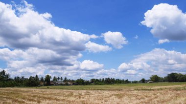 Mavi gökyüzü beyaz bulut şekilli pirinç tarlaları.