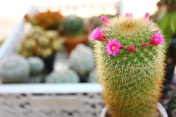 Flor Cactus Rosa Granja Con Fondo Naturaleza Cactus Borrosa —  Fotos de Stock