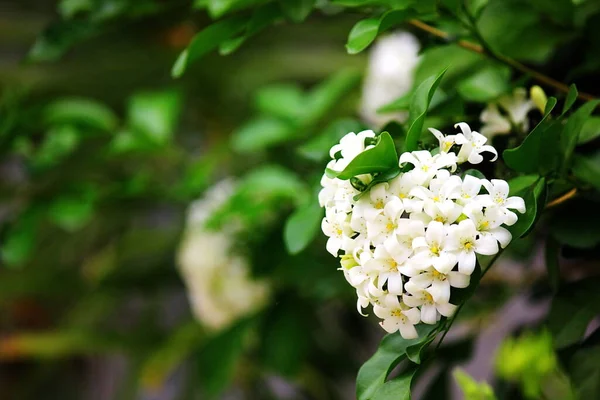 Jasmine Group White Flower Heart Shape Green Nature Background — Stock Photo, Image