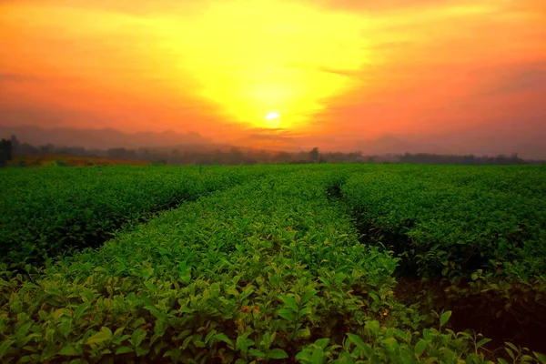 Paisaje Plantación Con Puesta Sol Multicolor Cielo Naturaleza Fondo —  Fotos de Stock