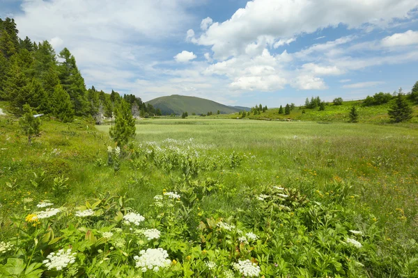 Alpine meadow — Stock Photo, Image