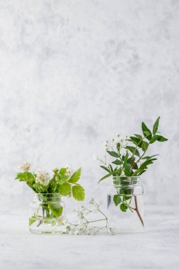 Çeşitli küçük sulu suların ve jetonlu saksılarda ya da cam vazolarda bulunan doğal bitkilerin toplanması hafif bir zemin üzerinde durmaktadır. Doğal ev dekorasyonu konsepti. Metin için boşluk