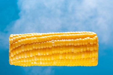 Sıcak pişmiş mısır. Açık mavi arka planda büyük bir sarı mısır kulağı gösterilir. Yiyecek havalanması. Gıda ile yaratıcı konsept.