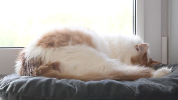 Home Cute Berbulu Kucing Tidur Jendela Pada Bantal Lembut Dan — Stok Video