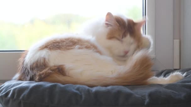 Home Cute Fluffy Cat Licks Its Tongue Beautiful Big Cat — Stock Video