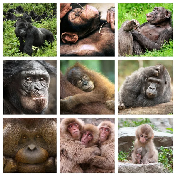 Collage simios — Foto de Stock