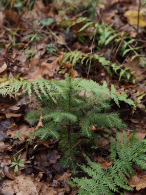 Küçük firavun ağacı ve eğreltiotu Düşen yaprakların arasında Yağışlı Kasım Ormanı, dikey yakın çekim