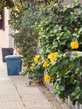 Sarı Hibiscus ve Geri Dönüşüm Kutuları Sardinya Sokağı Porto San Paolo, Dikey Görünüm