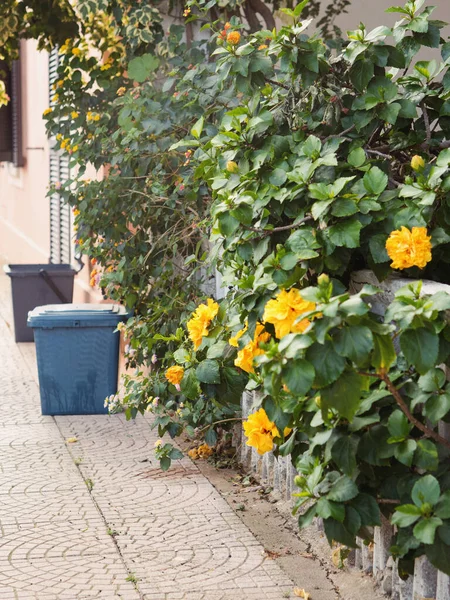 Sarı Hibiscus ve Geri Dönüşüm Kutuları Sardinya Sokağı Porto San Paolo, Dikey Görünüm