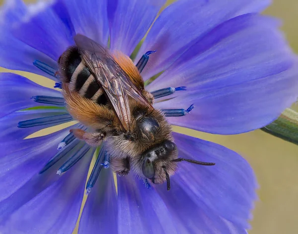 a bee collects nectar on a flower
