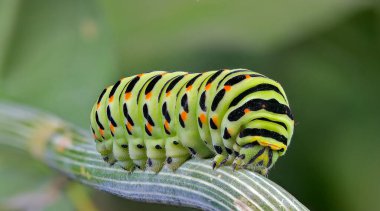 Kırlangıç tırtıl gövde boyunca hareket eder.