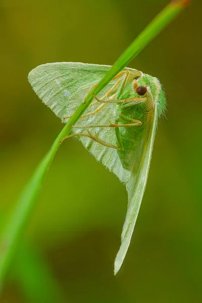 Grön Mal Stammen — Stockfoto