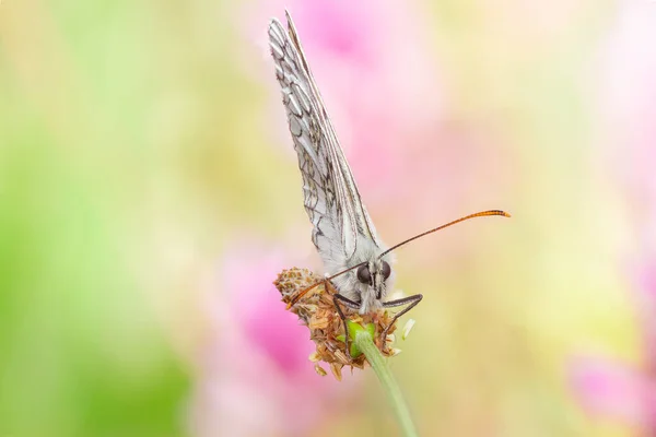 Motyl Siedzący Łodydze — Zdjęcie stockowe