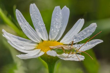 Orman böceği çiğ tanecikli papatyada şafakla tanışır.