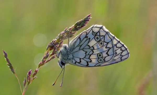 Butterfly Melanargia Russiae Esper Marbled White Sits Plant Branch — Stock Photo, Image
