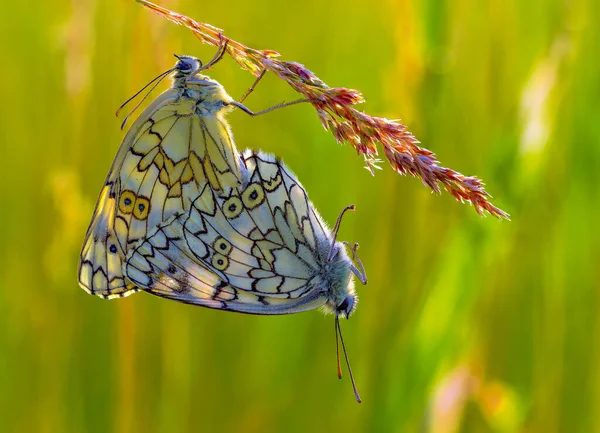 Mating Season Butterflies Melanargia Russiae — Stock Photo, Image