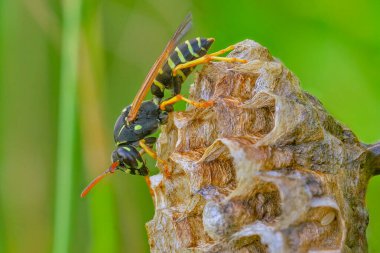  Eşek arısı kovanını donatıyor 