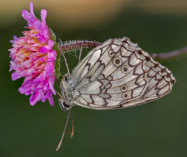 Butterfly Esper Marbled White Spends Night Flower — Stock Photo, Image