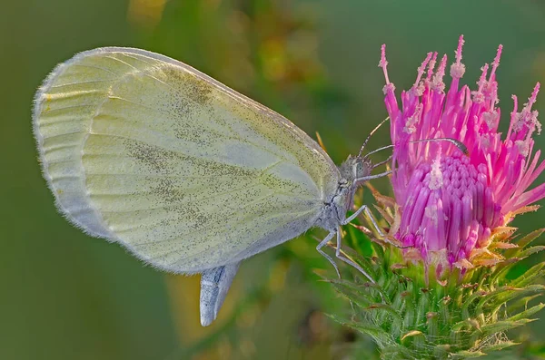 Butterfly Clinging Flower — Stock Photo, Image