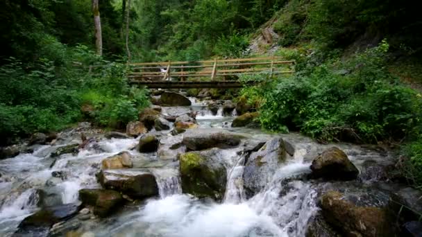 Petit ruisseau dans la forêt — Video