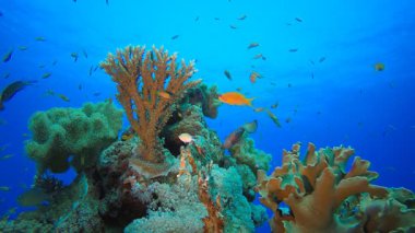 Renkli Tropikal Mercan Resifleri. Su altı deniz balığı. Renkli sualtı deniz manzarası. Tropik balık resifi denizcisi. Su altı deniz balığı. Tropikal balık resifi denizcisi.