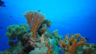 Renkli Tropikal Balık ve Mercanlar. Su altı deniz balığı. Renkli sualtı deniz manzarası. Tropik balık resifi denizcisi. Su altı deniz balığı. Tropikal balık resifi denizcisi.