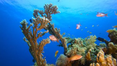 Renkli Su altı Resifi. Su altı deniz balığı. Renkli sualtı deniz manzarası. Tropik balık resifi denizcisi. Su altı deniz balığı. Tropikal balık resifi denizcisi.