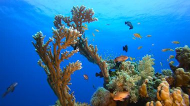 Mercan Bahçesi Deniz Burnu. Su altı deniz balığı. Renkli sualtı deniz manzarası. Tropik balık resifi denizcisi. Su altı deniz balığı. Tropikal balık resifi denizcisi.