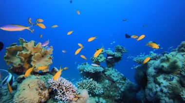 Sualtı Canlı Balıklı Mercan Bahçesi. Su altı deniz balığı. Renkli sualtı deniz manzarası. Tropik balık resifi denizcisi. Su altı deniz balığı. Tropikal balık resifi denizcisi.