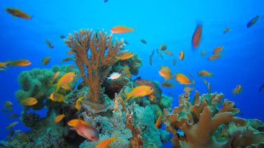 Mercan Kayalıkları ve Su Altında Balıklar. Su altı deniz balığı. Renkli sualtı deniz manzarası. Tropik balık resifi denizcisi. Su altı deniz balığı. Tropikal balık resifi denizcisi.