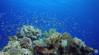 Mercan Kayalıkları ve Su Altında Balıklar. Su altı deniz balığı. Renkli sualtı deniz manzarası. Tropik balık resifi denizcisi. Su altı deniz balığı. Tropikal balık resifi denizcisi.