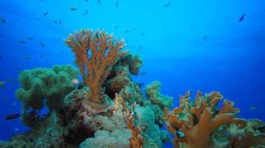 Mercan resifi balık sahnesi. Su altı deniz balığı. Renkli sualtı deniz manzarası. Tropik balık resifi denizcisi. Su altı deniz balığı. Tropikal balık resifi denizcisi.