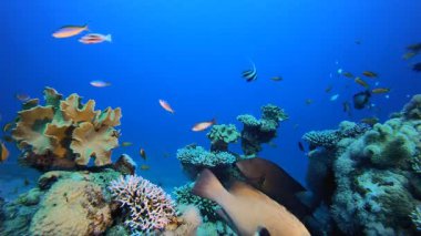 Balık Bahçe. Su altı deniz balığı. Renkli sualtı deniz manzarası. Tropik balık resifi denizcisi. Su altı deniz balığı. Tropikal balık resifi denizcisi.