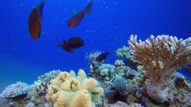 Deniz Mercan Renkli Bahçesi. Su altı deniz balığı. Renkli sualtı deniz manzarası. Tropik balık resifi denizcisi. Su altı deniz balığı. Tropikal balık resifi denizcisi.