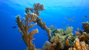 Deniz altı mercan bahçesi. Su altı deniz balığı. Renkli sualtı deniz manzarası. Tropik balık resifi denizcisi. Su altı deniz balığı. Tropikal balık resifi denizcisi.