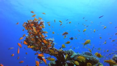 Su altındaki resif mercan bahçesi. Su altı deniz balığı. Renkli sualtı deniz manzarası. Tropik balık resifi denizcisi. Su altı deniz balığı. Tropikal balık resifi denizcisi.