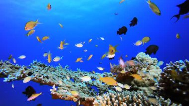 Resif Mercan Tropikal Bahçesi. Su altı deniz balığı. Tropik balık resifi denizcisi. Renkli sualtı deniz manzarası. Resif mercan sahnesi. Mercan bahçesi deniz manzarası. Renkli tropikal mercan resifleri.