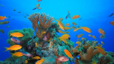 Resif Mercan Tropikal Bahçe Mavi Portakal. Su altı deniz balığı. Tropik balık resifi denizcisi. Renkli sualtı deniz manzarası. Resif mercan sahnesi. Mercan bahçesi deniz manzarası. Renkli tropikal mercan resifleri.