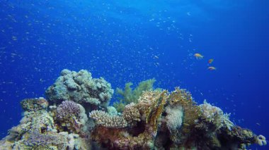Deniz Resifi Sualtı Sahnesi. Su altı deniz balığı. Tropik balık resifi denizcisi. Renkli sualtı deniz manzarası. Resif mercan sahnesi. Mercan bahçesi deniz manzarası. Renkli tropikal mercan resifleri.