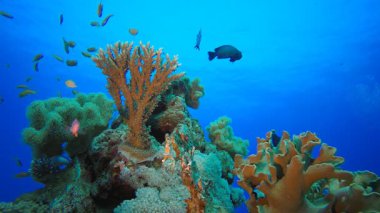 Su altındaki resif Tropikal Mercan Bahçesi. Su altı deniz balığı. Tropik balık resifi denizcisi. Renkli sualtı deniz manzarası. Resif mercan sahnesi. Mercan bahçesi deniz manzarası. Renkli tropikal mercan resifleri.