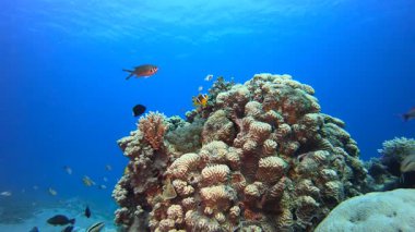 Yumuşak-Sert Mercanlar Renkli Balık. Su altı deniz balığı. Tropik balık resifi denizcisi. Renkli sualtı deniz manzarası. Resif mercan sahnesi. Mercan bahçesi deniz manzarası. Renkli tropikal mercan resifleri.