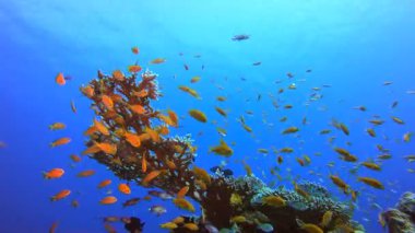 Tropik Mavi Su Renkli Balıklar. Su altı deniz balığı. Tropik balık resifi denizcisi. Renkli sualtı deniz manzarası. Resif mercan sahnesi. Mercan bahçesi deniz manzarası. Renkli tropikal mercan resifleri.