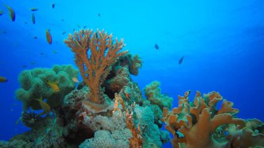 Tropik Mavi Su Renkli Balıklar. Su altı deniz balığı. Renkli sualtı deniz manzarası. Tropik balık resifi denizcisi. Su altı deniz balığı. Tropikal balık resifi denizcisi.